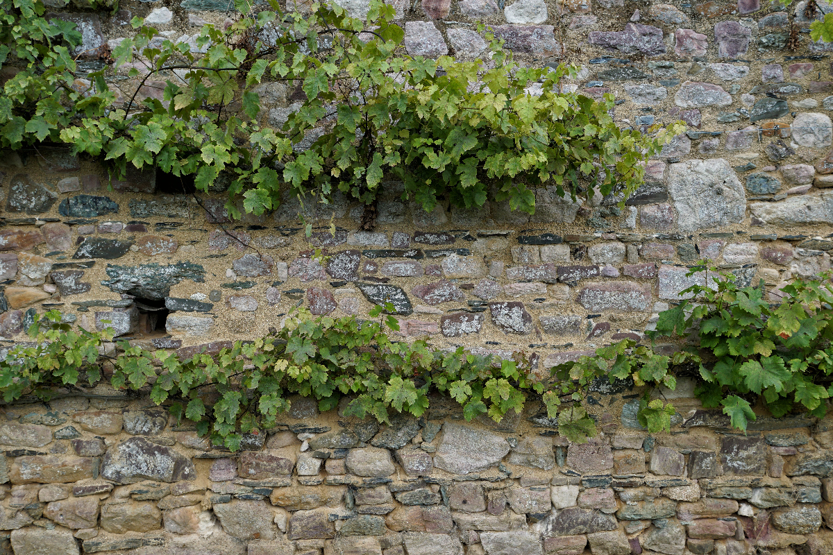 Alter Weinstock im Garten der Abbay de de Beauport, der locker über acht Meter an der Mauer entlang wächst. 